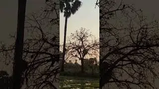 សត្វក្អែក