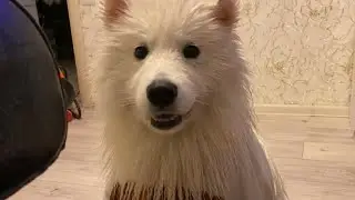 Банный день / Купаем самоеда / Грумминг в домашних условиях