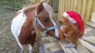 Environmental education of pony