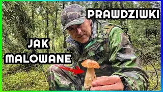 Wysyp Prawdziwków | Podgrzybki już wystartowały ?! I Prawdziwki jak Malowane I Nasze Grzybobranie  !