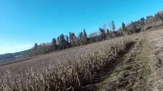Cooper and Tooey: A Day of Pheasants