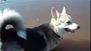 WHO'S MY FAV CORGI? - Fujifilm Finepix Z70 Sunny Daylight Video Test
