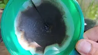 Әр турлі микрочиптен алтын бөлу