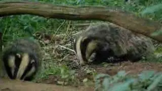 A night of badger watching