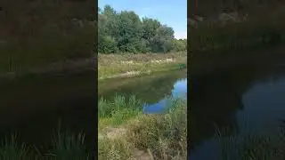 Расползается канал, превращаясь в болото ...#образование #осень2024 #реки