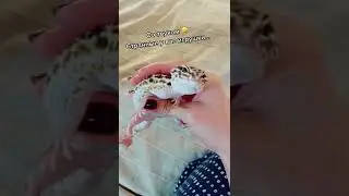 Настоящий или нет? 