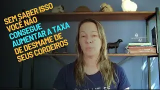 Sem saber isso você não consegue aumentar a taxa de desmame de seus cordeiros| CARLA D'ANCORA DIAS