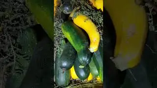 Склад кабачков