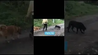 Бурная реакция на других собак