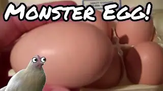 Monster Sized Egg! Godzilla chicken!