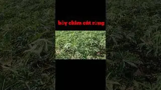 bẫy chim cút rừng