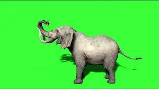free Elephant green screen video #2 free download like share and subscribe