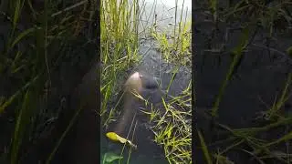 Самка Линя с Икрой