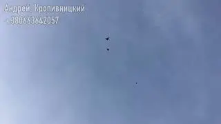 Голуби