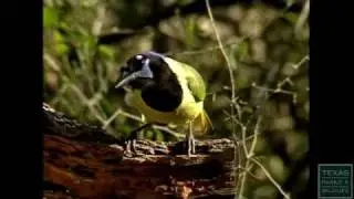 Basics of Birding