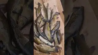 Улов линя 24 мая