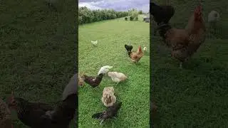 Куры