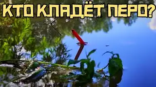 НЕУЖЕЛИ НАРВАЛСЯ НА КАРАСЯ?! Рыбалка на ПЕРО в ТИХОМ заливе 2024!