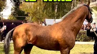 Horse Gagallyk. Won 12 out of 12 starts. #horse #horsetraining #horsemaster #stallion #horselover