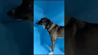 Symiko.ru | Собака Поночка ищет дом. Отдаем бесплатно. Собаки в дар в добрые руки.