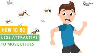 Mosquitoes Hate These Tricks! How to Be Less Attractive to Mosquitoes - Your Ultimate Guide!