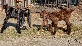 Камори козы,ватсап +7 905 4567 025