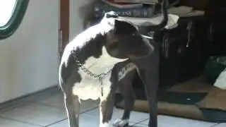 Bluenose Pitbull