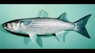 Монтаж и наживка для ловли пеленгаса(Дневник рыболова)