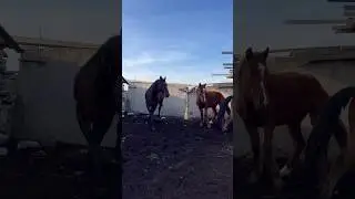 14 ақпан. Үйірге жас айғырды қостық, жас байталдарға “махаббаттары” ұзағынан болсын! #вулкан