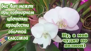 Покупая Фаленопсис Биг Лип, нужно понимать что он запросто может процвести не Большой Губой