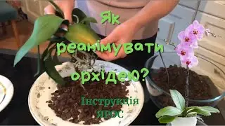 Як реанімувати орхідею з ЯРОСом - інструкція