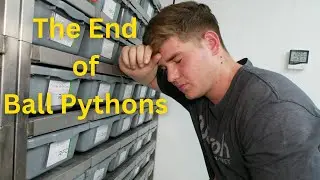 Is this the end of Ball Pythons?(Must you invest in these times?)