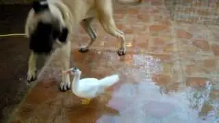 Mastiff William and Daisy