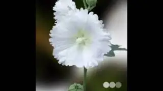 Sagar kinare dill ye III tu jo nhi to Mera ....my Faverate songs