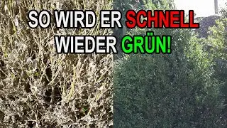 So erholt sich der Buchsbaum wieder schnell vom Zünsler!