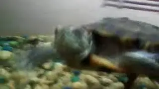 Черепаший островок