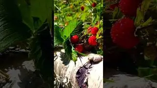 "Русь" ( гр. САДко)