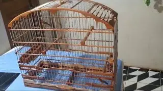 gaiola pra galo de campina top