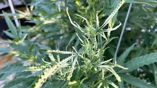 Herbicidal Drift