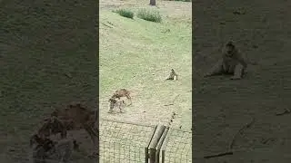 Wrocławskie zoo jest fajne całkiem part 1