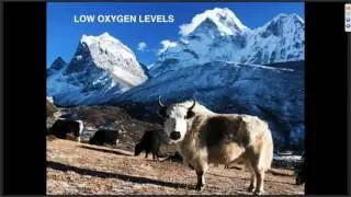 CORDYCEPS SINENSIS POR EL DR. SAVERA