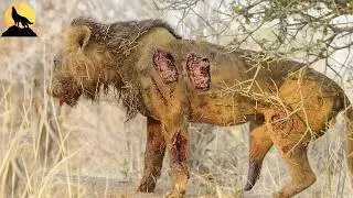 The African Savannah in the Dry Season: Adapt or Disappear | Wild Animals