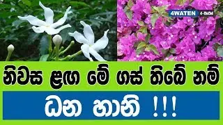 නිවස ළඟ මේ ගස් තිබේ නම් ධන හානි : 7 Gardening Tips 2019 (NEW)
