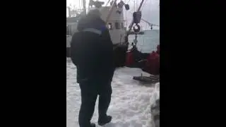 Северо-Курильский КотоПёс попрошайка.