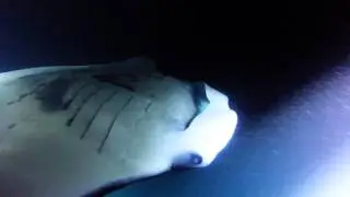 Manta Rays, Kona,Hawaii 2015