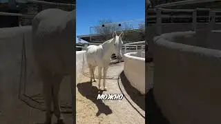 Лошадь придумала, как обхитрить тренажёр  🐴 😂