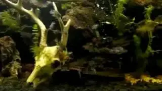 Big Fish Tank 300 Gallons with Cichlids by Ponds And Plants
