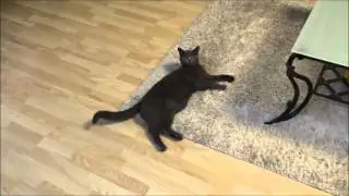 DOROTA