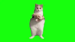 green screen effect a cute cat dancing
