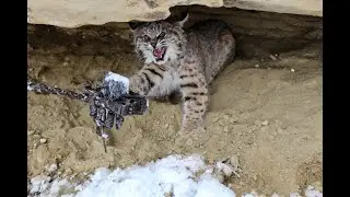 Bobcat Trapping in the West (Catching 3 Cats)